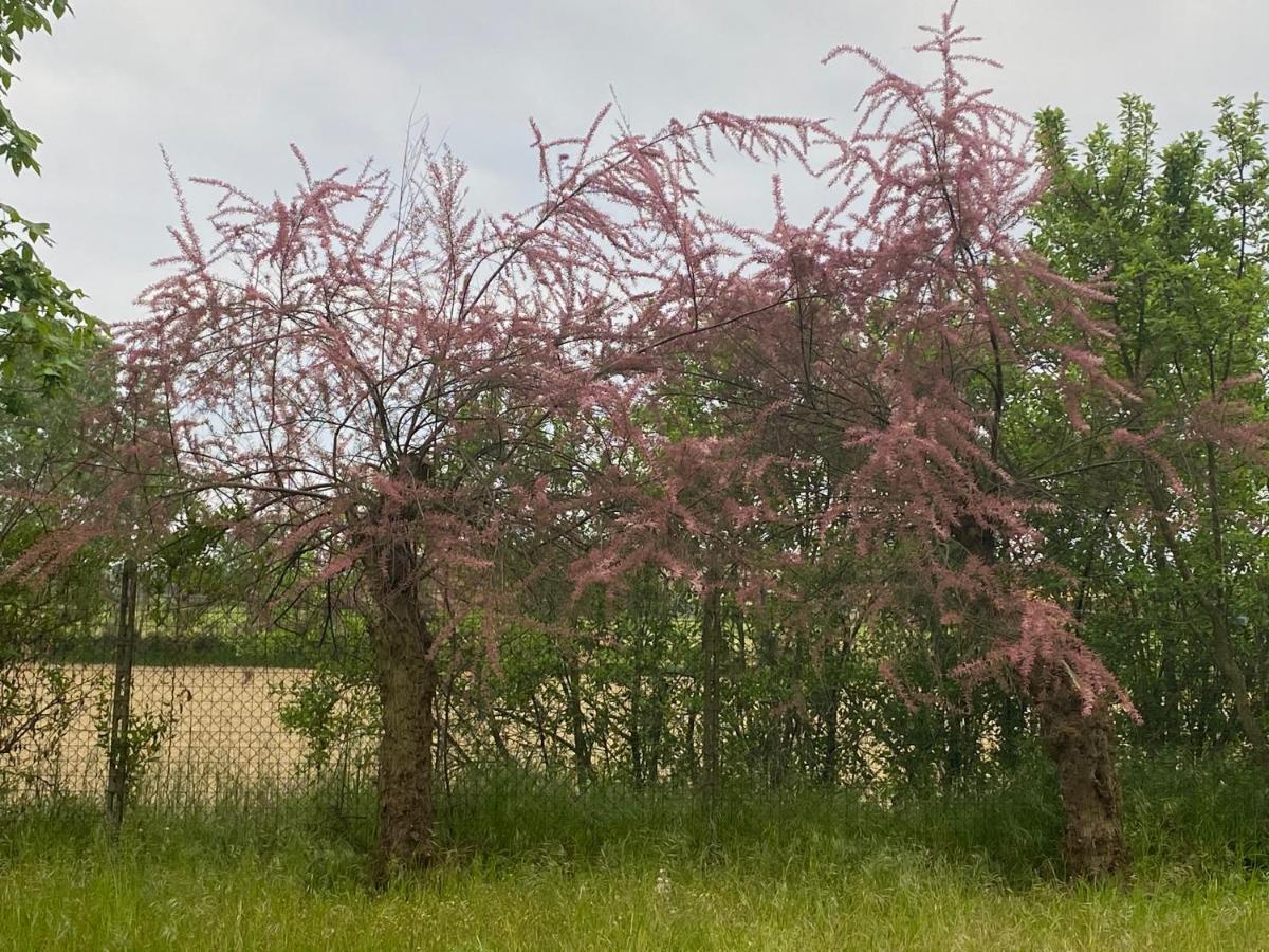 Bilocale Immerso Nel Verde Oviglio Kültér fotó